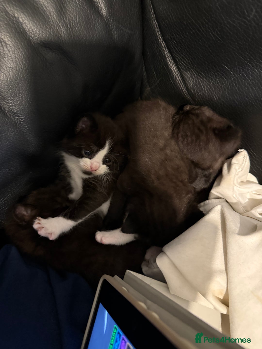 British Shorthair cats for sale: Stunning British Shorthair X Kittens  - Image 8