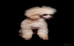Poodle dogs for stud: KC REG EXTENSIVELY HEALTH TESTED POODLE STUD in Hoddesdon - Image 5