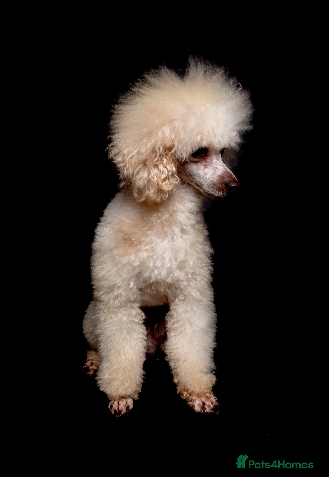 Poodle dogs for stud: KC REG EXTENSIVELY HEALTH TESTED POODLE STUD in Hoddesdon - Advert 5