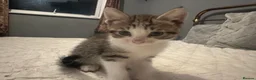 Mixed Breed cats for sale: 2 tabby kittens 🐱  - Advert 3