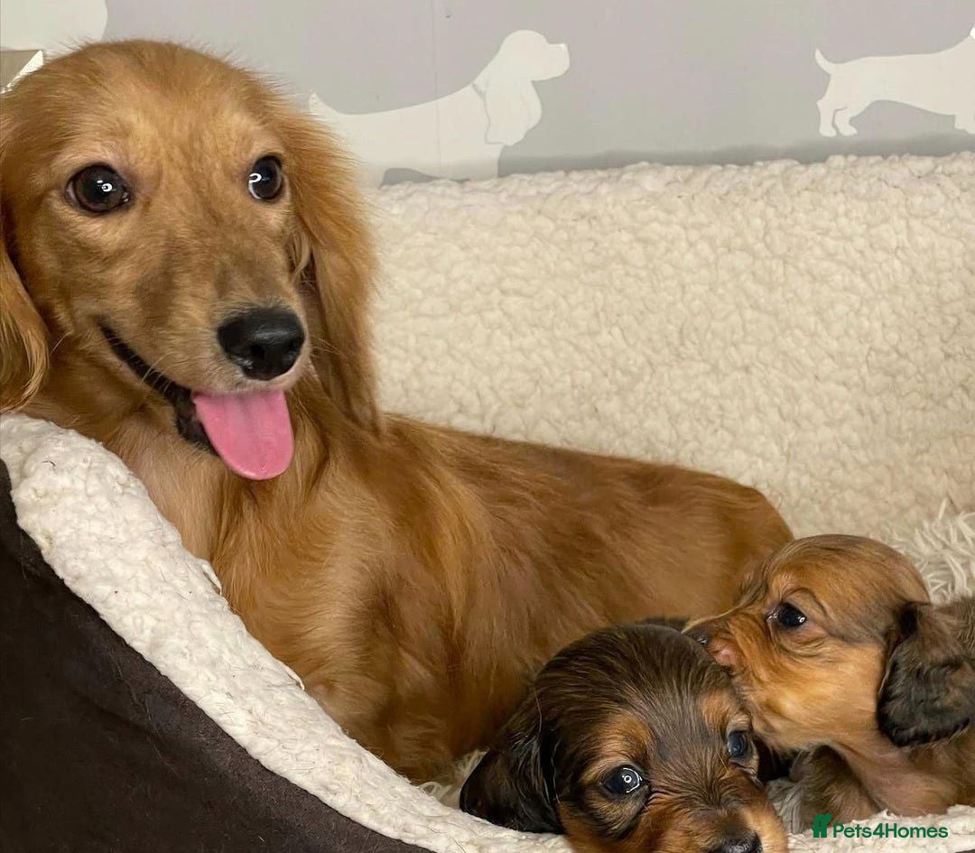 Miniature Dachshund dogs Miniature Long-Haired Dachshund Puppies - Advert 1