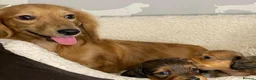 Miniature Dachshund dogs for sale: Miniature Long-Haired Dachshund Puppies in Plymouth - Advert 1