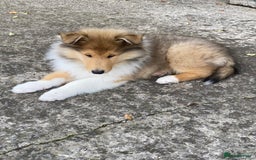 Rough Collie dogs for sale: ROUGH COLLIE SABLE AND WHITE PUPPIES - Image 13