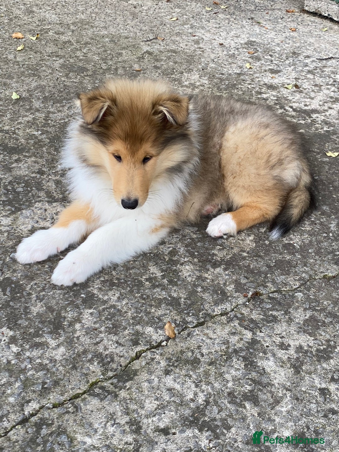 Rough Collie dogs for sale: ROUGH COLLIE SABLE AND WHITE PUPPIES - Image 13