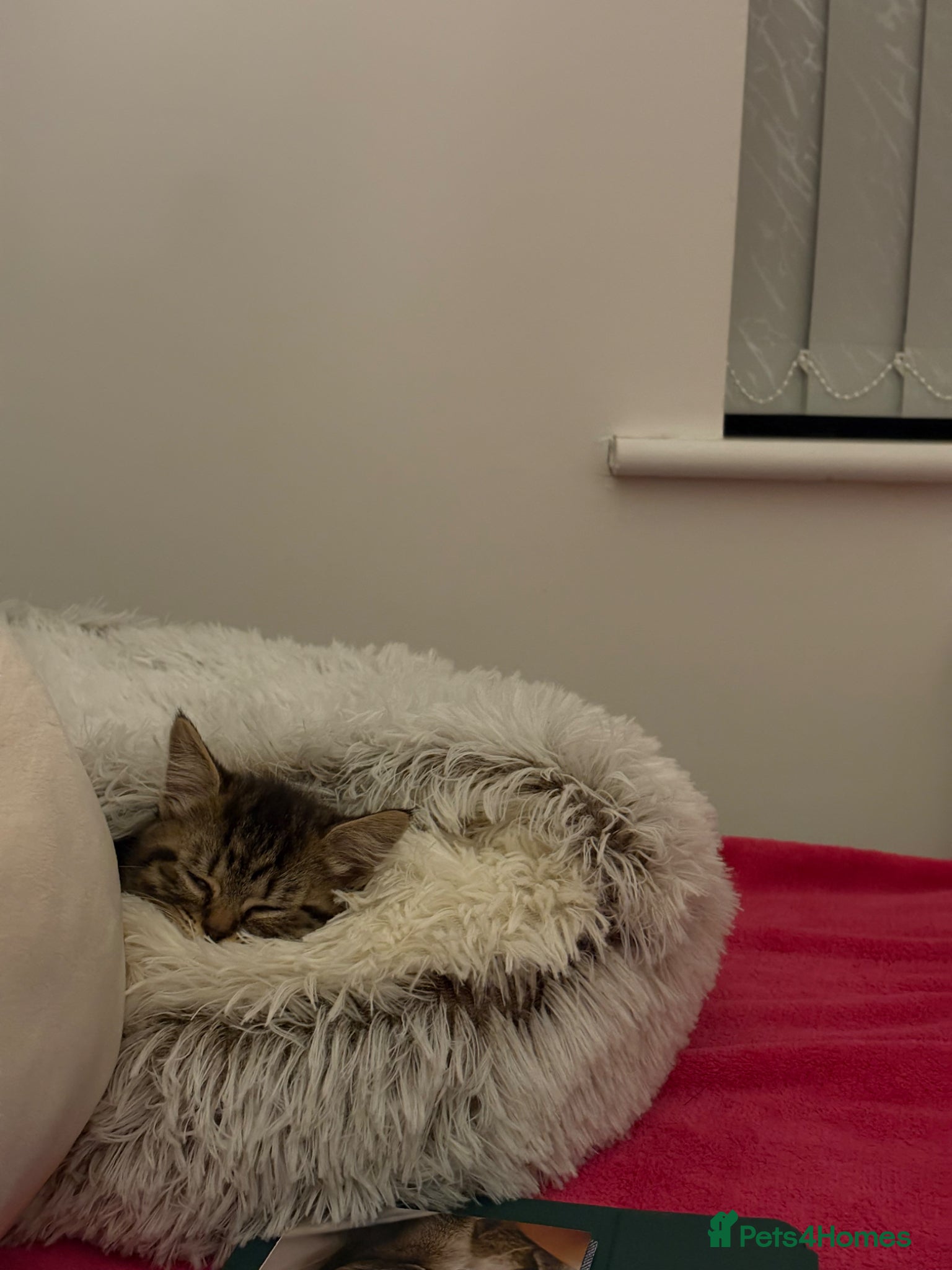 British Shorthair cats for sale: British tabby kitten for sale (Shanti) - Advert 8