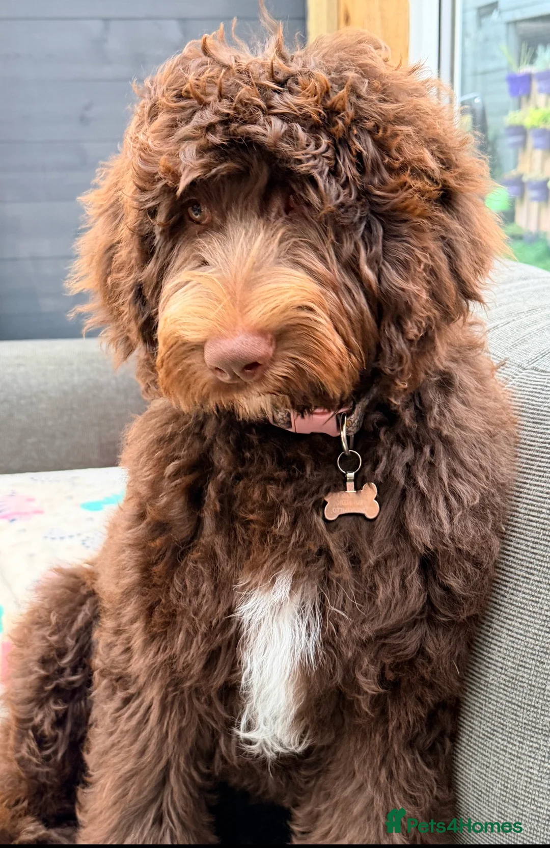 Bernedoodle dogs for sale: Rehoming Charlie Our chocolate Bernedoodle - Advert 2