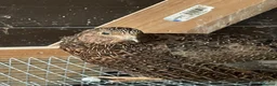 Quail poultry for sale: Male quails  - Advert 3