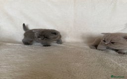 British Shorthair cats for sale: Gorgeous purebred British shorthair kittens - Image 7