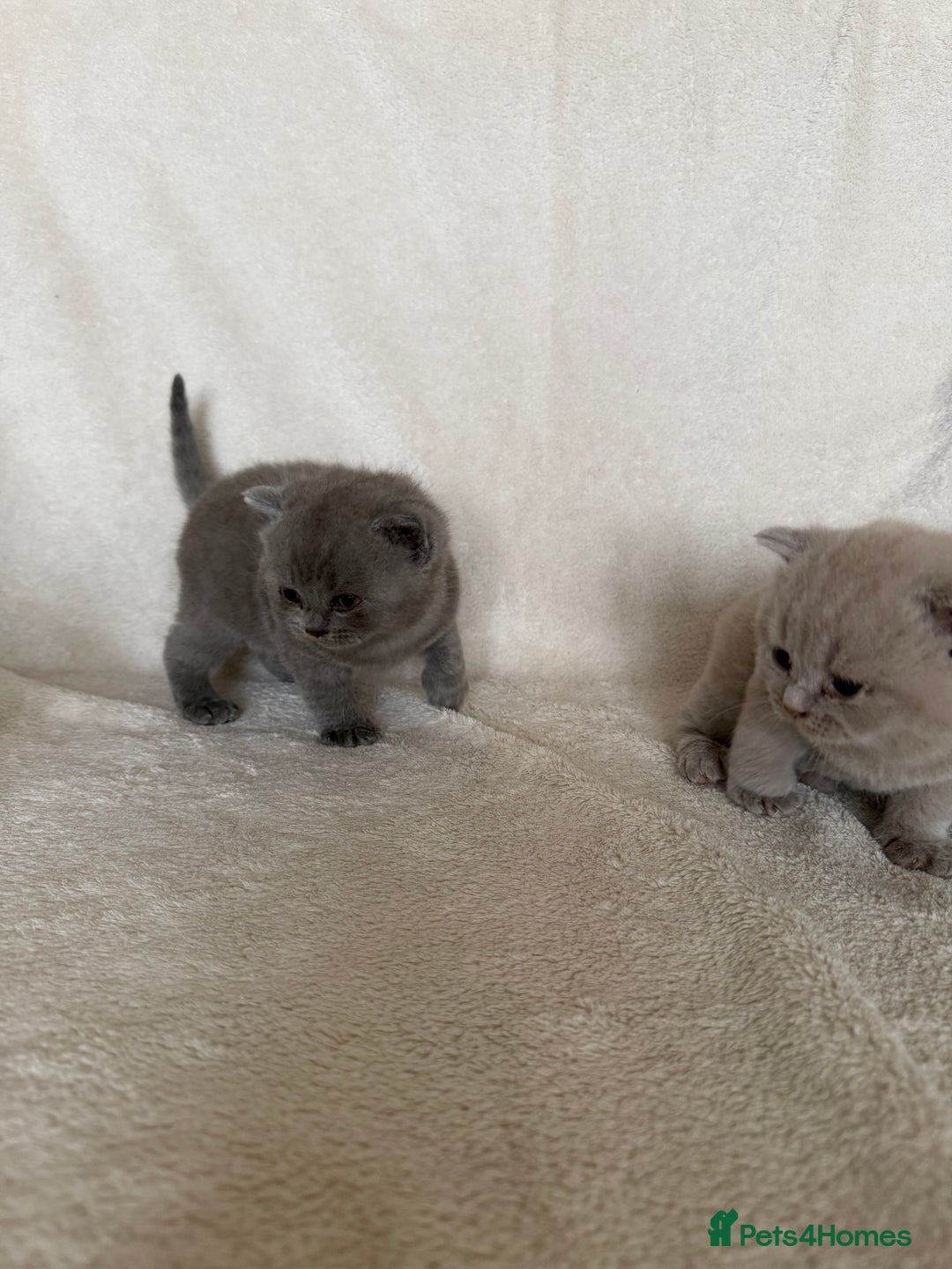 British Shorthair cats for sale: Gorgeous purebred British shorthair kittens - Image 7
