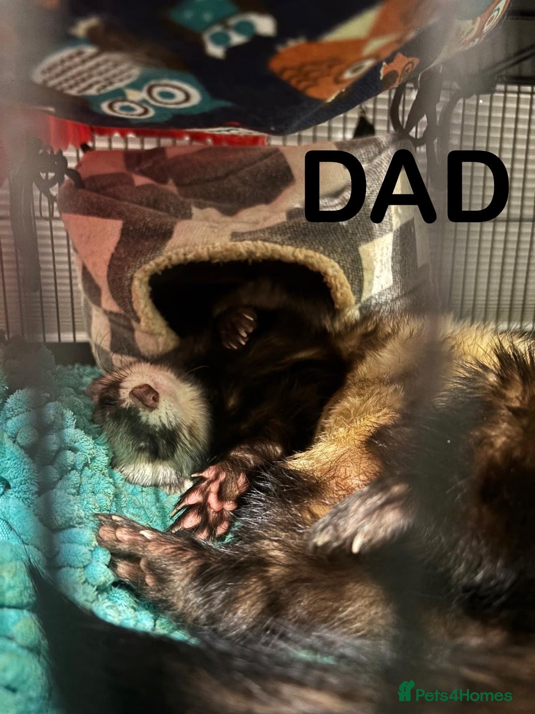 Ferret rodents for sale: ferret kits (1 girl left) - Image 7