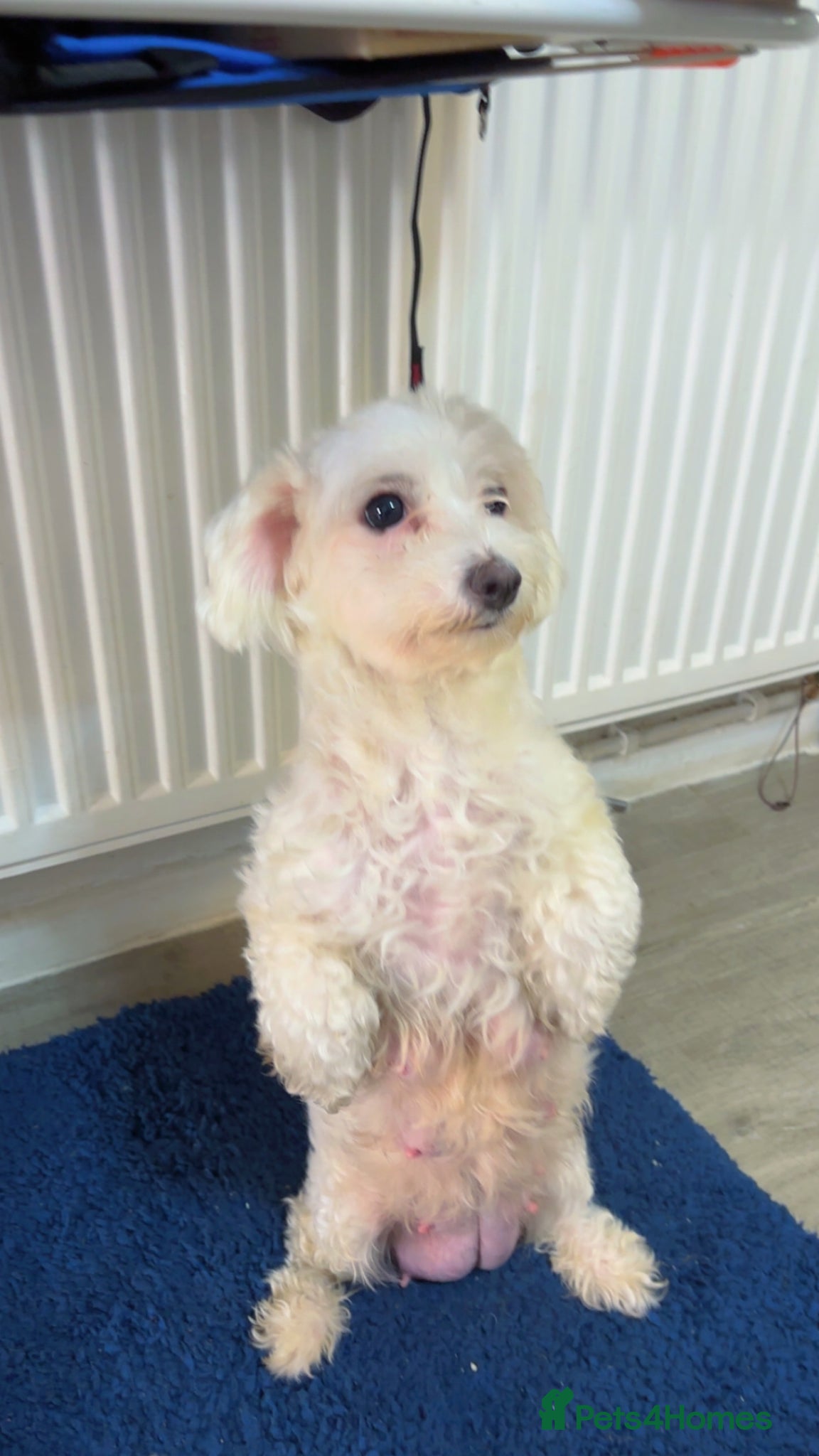 Maltipoo dogs Maltipoo puppies  - Advert 2
