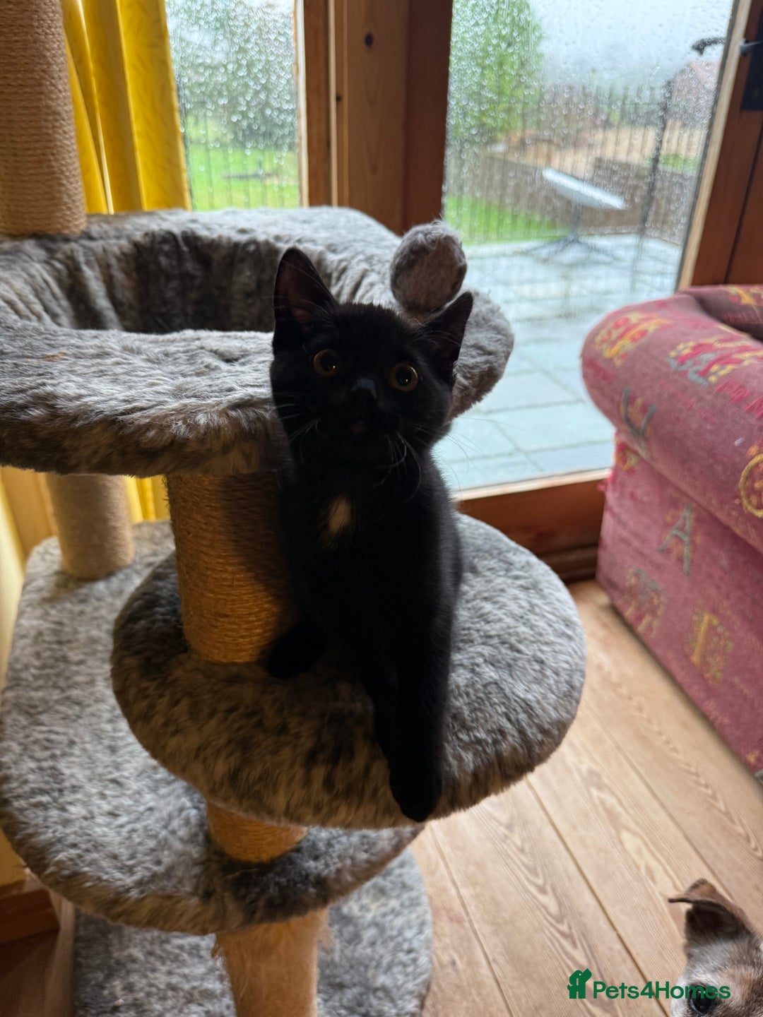 Mixed Breed cats for sale: 2 female British short hair cross  - Advert 6