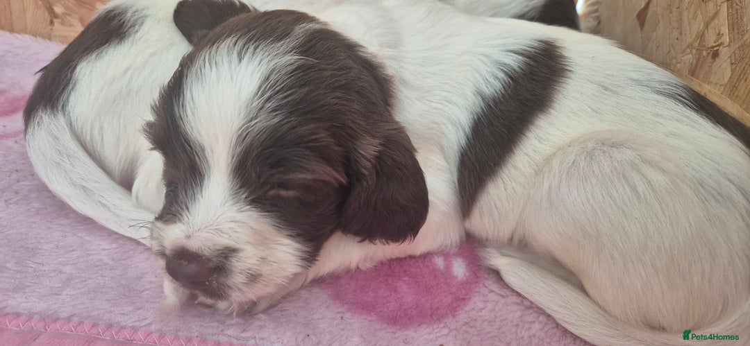English Springer Spaniel dogs for sale: Beautiful Springer spaniel pups - Image 8