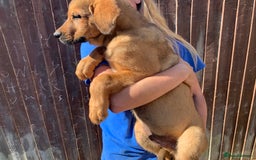 Mixed Breed dogs for sale: Cane corso X Alaskan malamute surprise litter  - Image 1