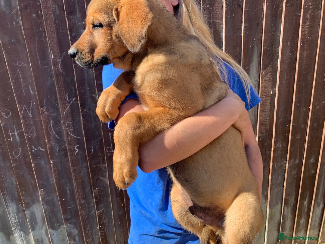 Mixed Breed dogs for sale: Cane corso X Alaskan malamute surprise litter  - Image 1