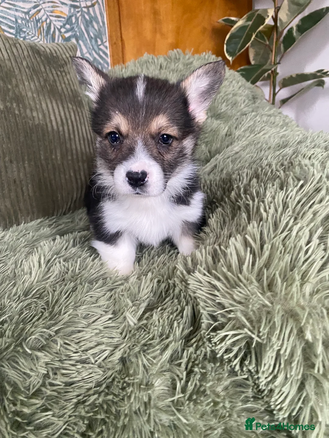 Welsh Corgi Pembroke dogs for sale: Pembroke Welsh corgi puppies  - Advert 8