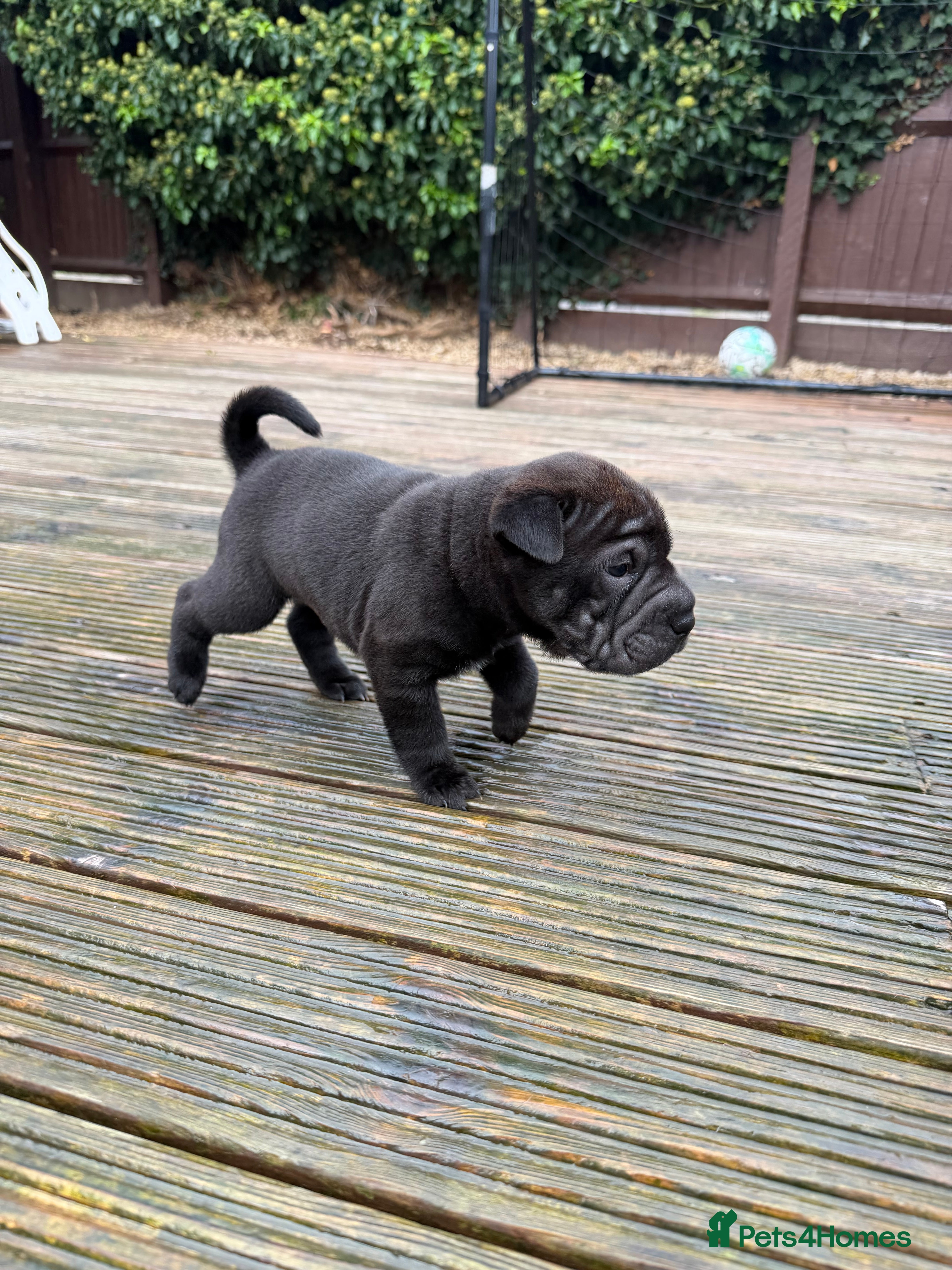 Shar Pei dogs Shar pei pups - Advert 2