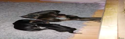 Miniature Dachshund dogs for sale: Long haired miniature dachshund puppies KC REG - Advert 3