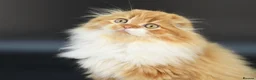Scottish Fold cats for sale: LICENSED CATTERY Last KittenPURE BREED TOP QUALITY - Advert 30