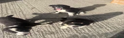 Border Collie dogs for sale: 3 female border collie puppies🐶 - Advert 3