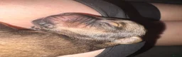 Mixed Breed dogs for sale: Catahoula x  - Advert 17