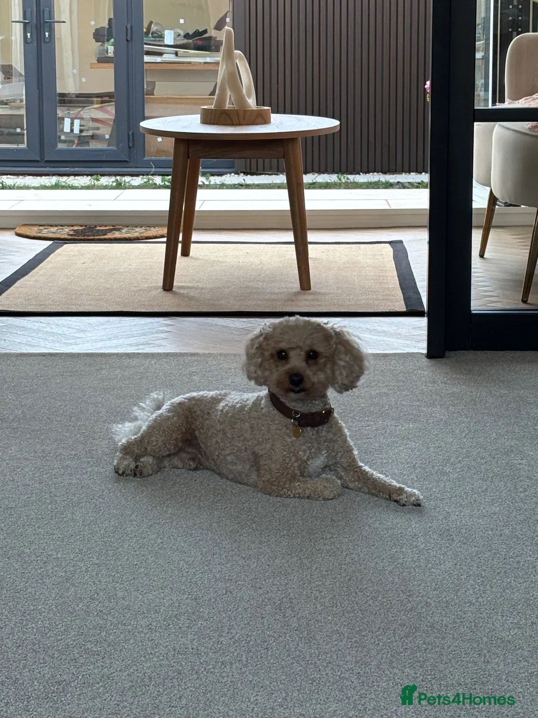 Mixed Breed dogs for sale: Maltipoo x Shihtzu  - Advert 19