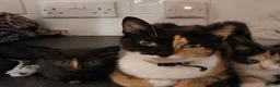 Mixed Breed cats for sale: 2 female kittens for sale in Brum!! in Birmingham - Advert 4
