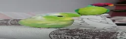 Parakeets birds for sale: MALE PLUMHEAD AND MALE PARROTLET - Advert 1