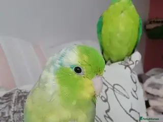 Parakeets birds MALE PLUMHEAD AND MALE PARROTLET - Advert 1