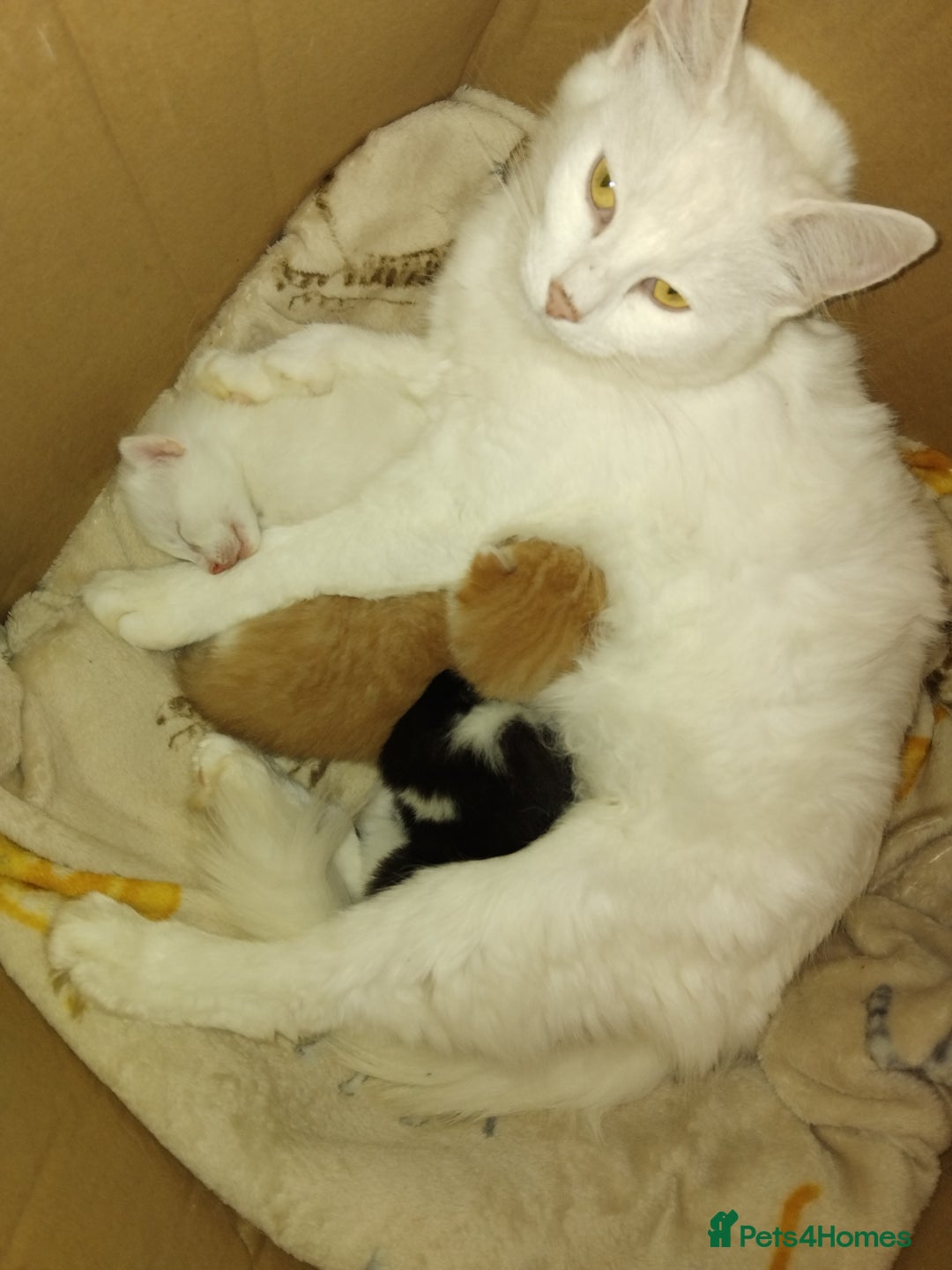 Turkish Angora cats for sale: Fluffy male kitten - Image 13