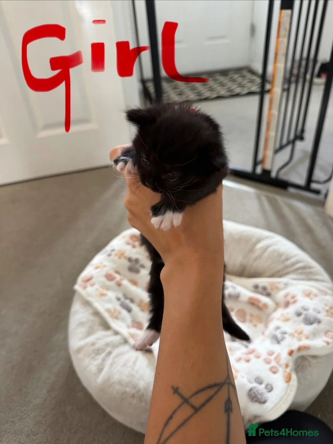 Mixed Breed cats for sale: Gorgeous Black & White Kittens – Boys & Girls - Advert 34