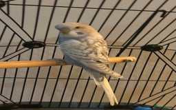 Budgerigars birds for sale: Stunning pair of budgies with cage. - Advert 2