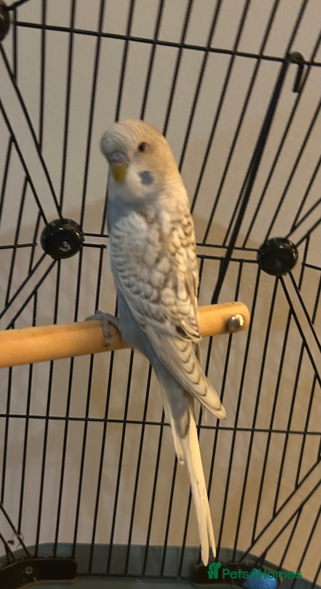 Budgerigars birds for sale: Stunning pair of budgies with cage. - Advert 2