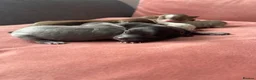 Chihuahua dogs for sale: Chihuahua puppies  - Advert 9