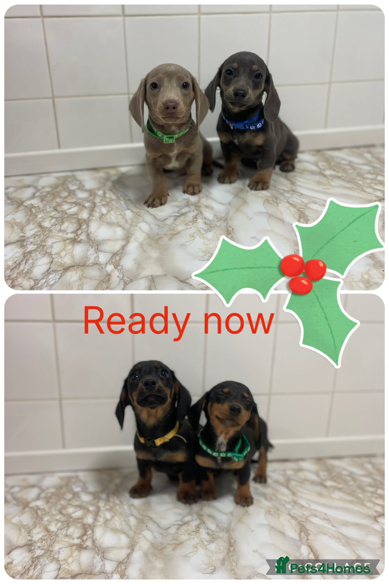 Dachshund dogs 💙💙💙Beautiful Dachunds ready now 💙💙💙💙 - Advert 3