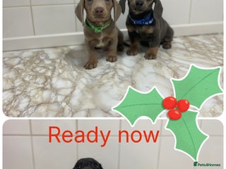 Dachshund dogs 💙💙💙Beautiful Dachunds ready now 💙💙💙💙 - Advert 1