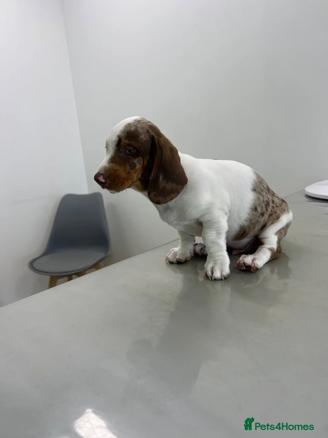 Dachshund dogs for sale: Dachshund is not just dog is your friend forever  - Advert 2
