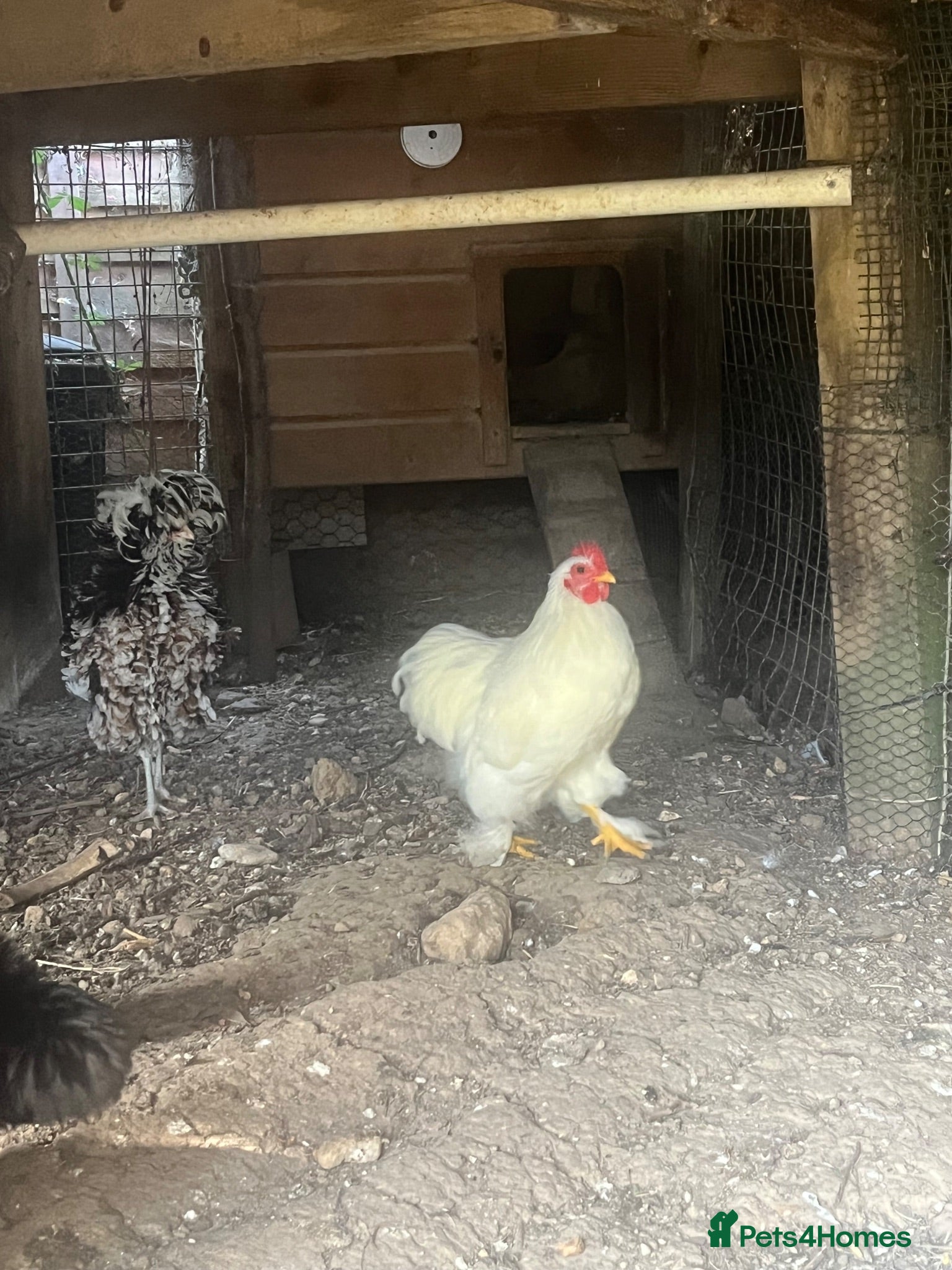 Chickens poultry Lovely white peking cockerel  - Advert 1