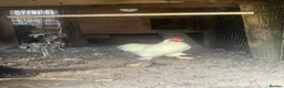 Chickens poultry for sale: Lovely white peking cockerel  - Advert 1