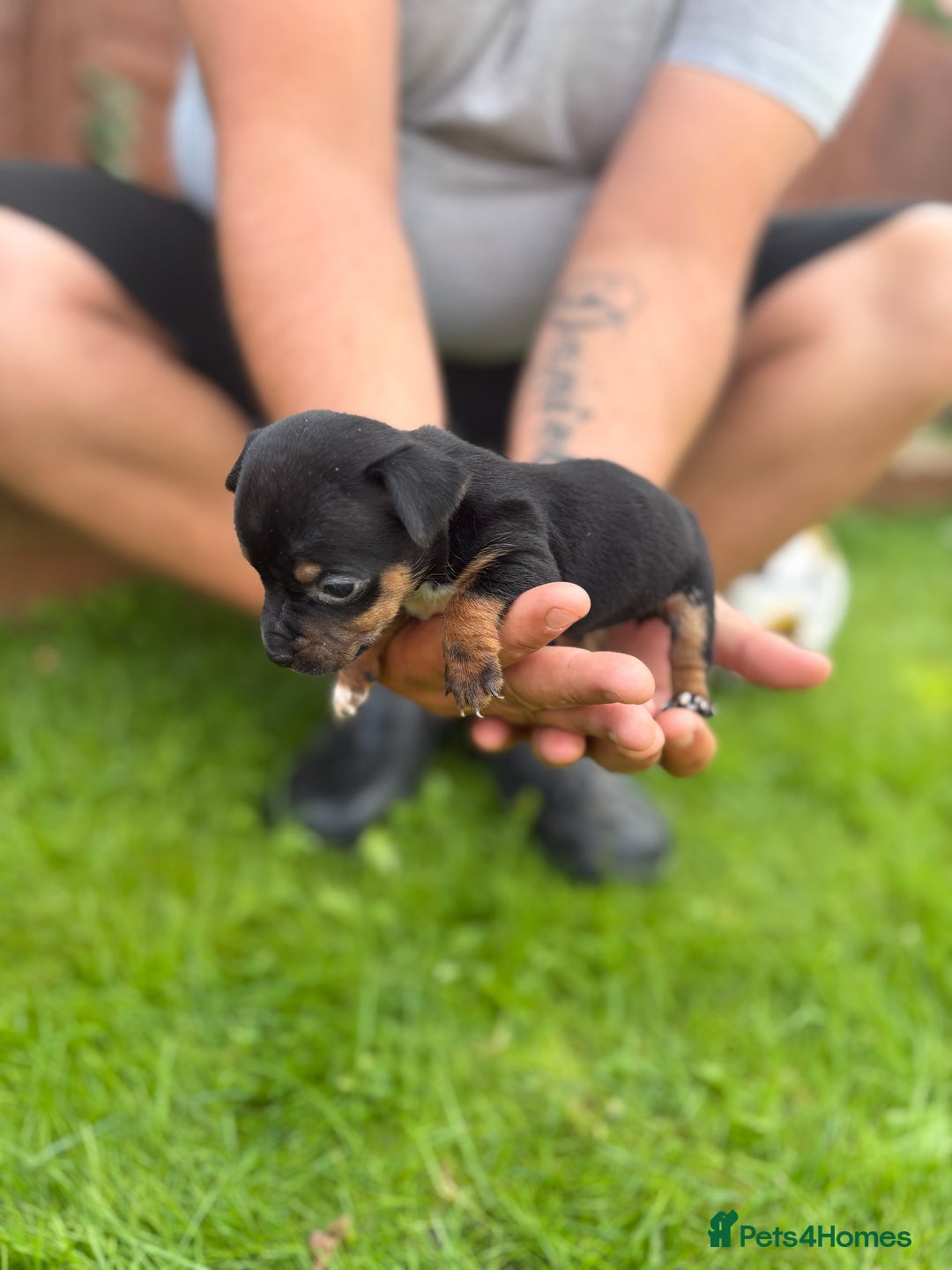 Jack Russell dogs for sale: 6 Beautiful tiny Jack Russell Puppies - Image 5