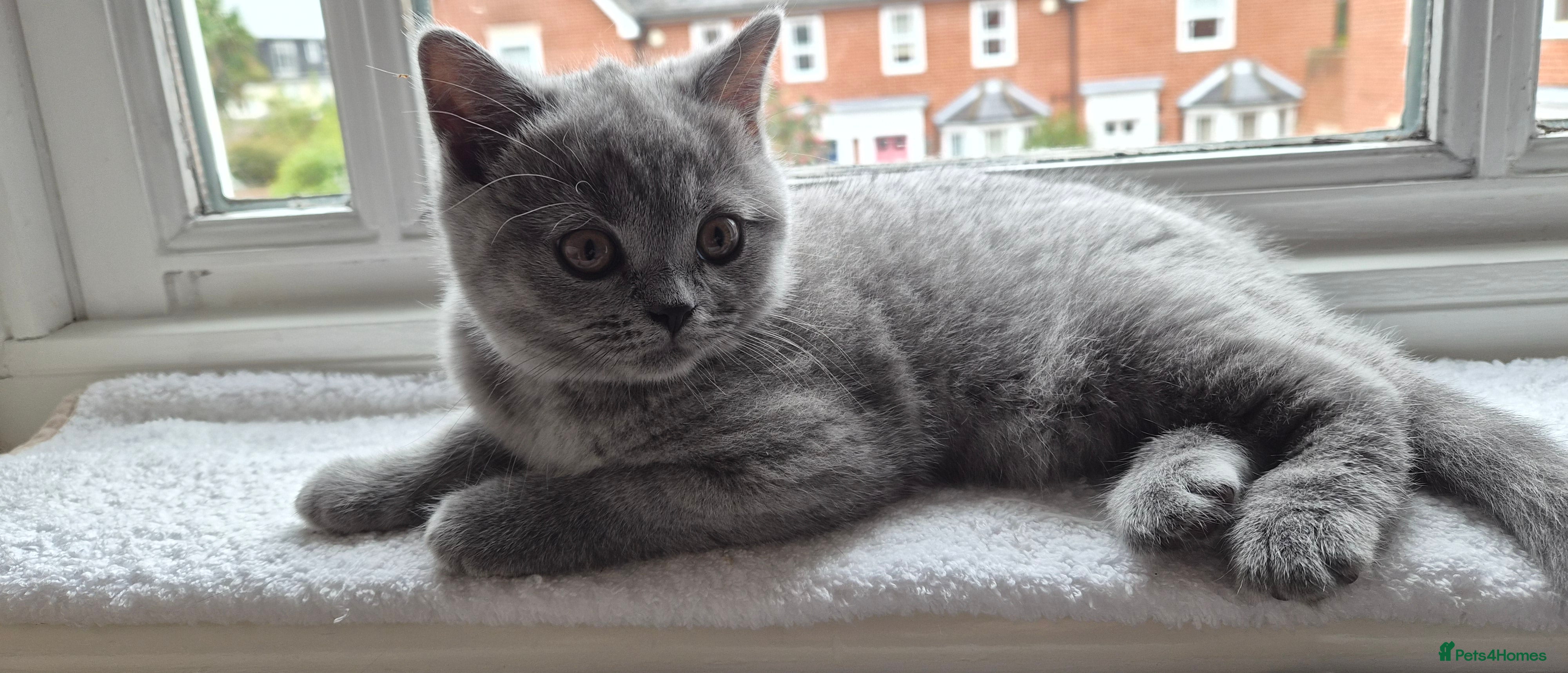 British Shorthair cats GCCF registered BSH kittens for adoption - Advert 2