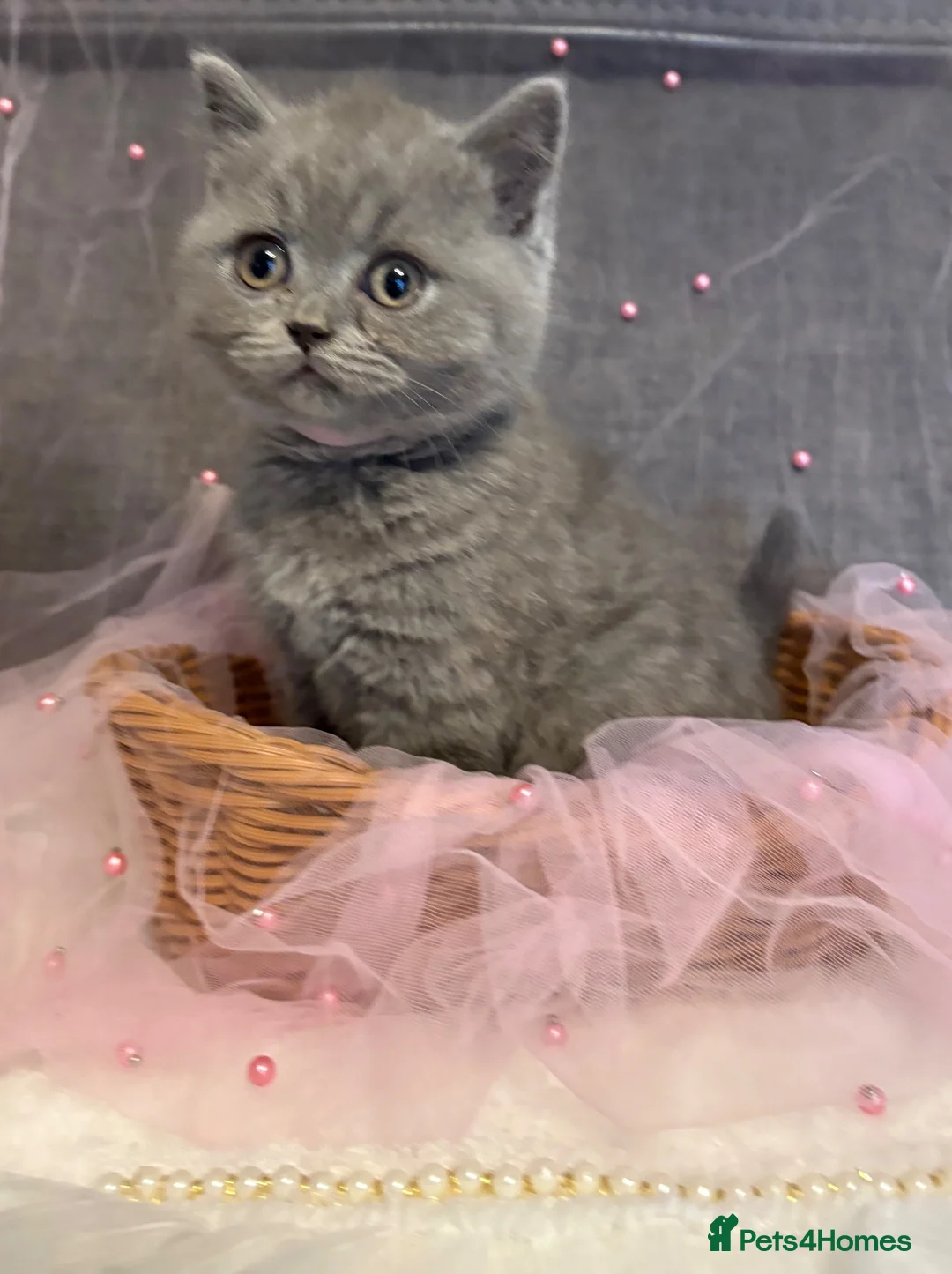 British Shorthair cats for sale: READY NOW* TICA reg. British shorthair kittens - Advert 2