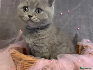 British Shorthair cats for sale: READY NOW* TICA reg. British shorthair kittens - Advert 1