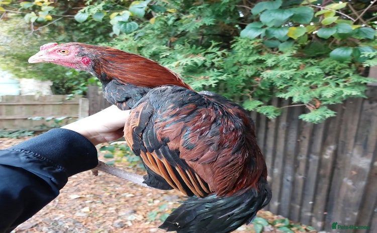 Chickens poultry - Advert 5