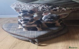 French Bulldog dogs for sale: FRENCH BULLDOG PUPPIES READY NOW!   🐾 - Image 5