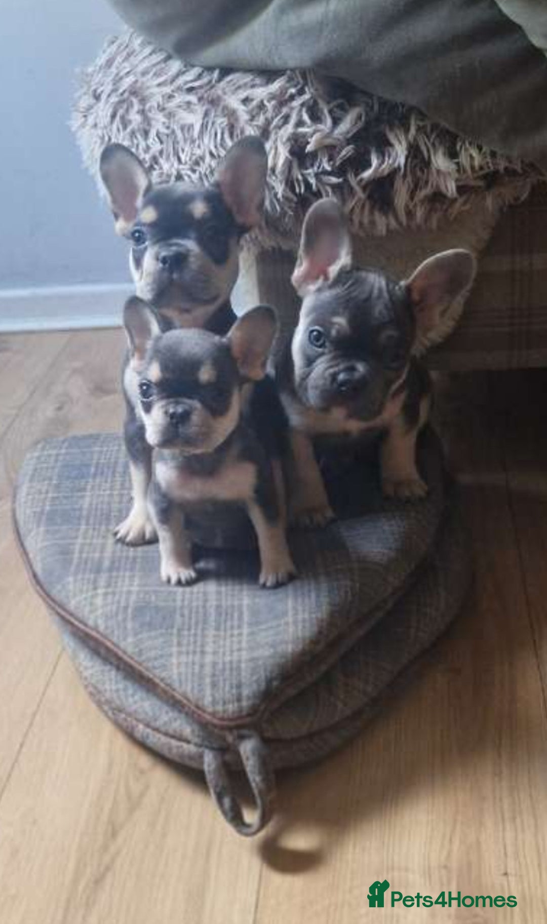 French Bulldog dogs for sale: FRENCH BULLDOG PUPPIES READY NOW!   🐾 - Image 5
