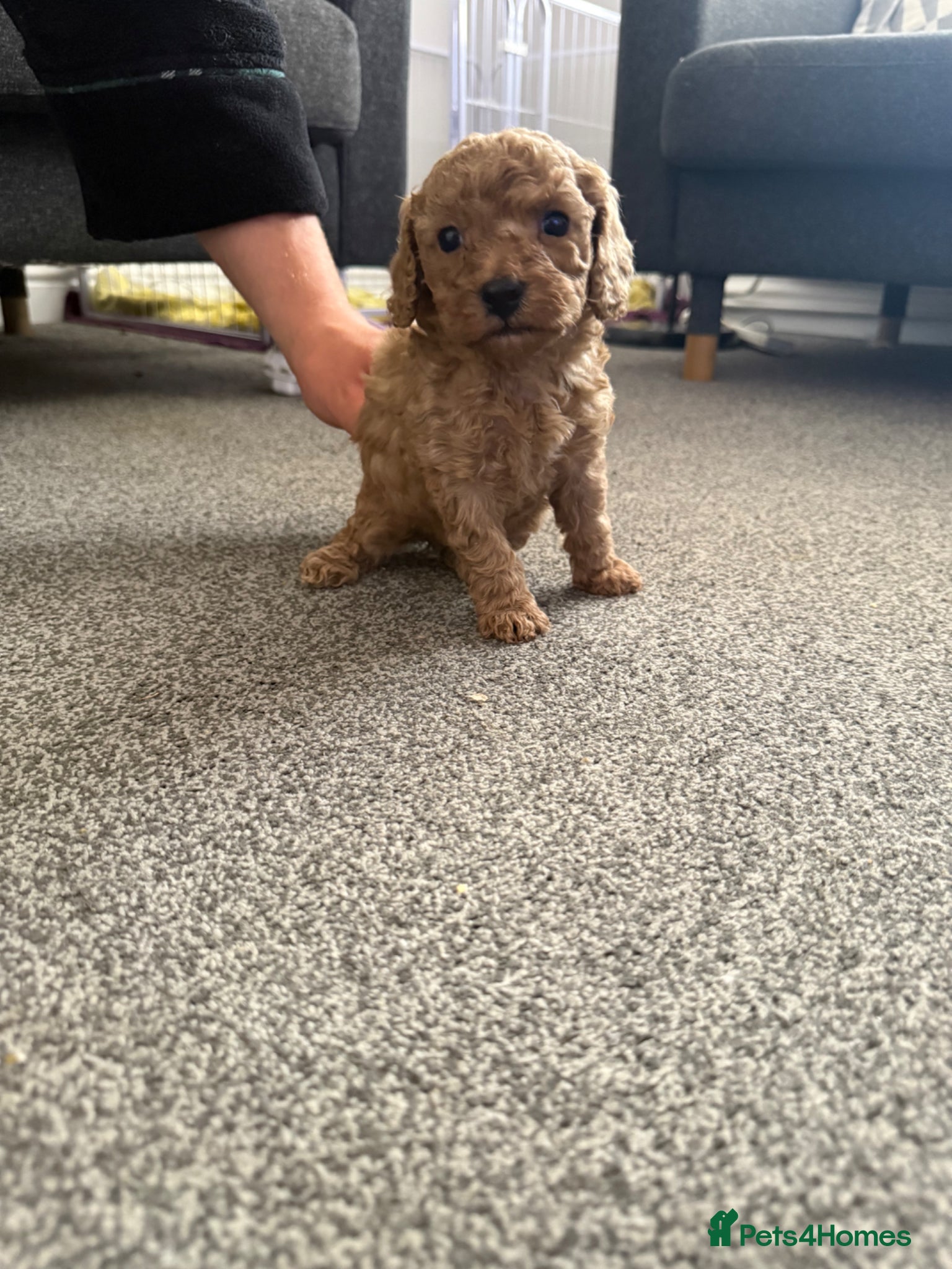 Cavapoo dogs Cavapoo - Advert 4