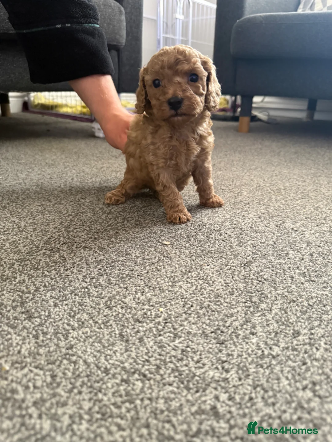Cavapoo dogs for sale: Cavapoo - Advert 1