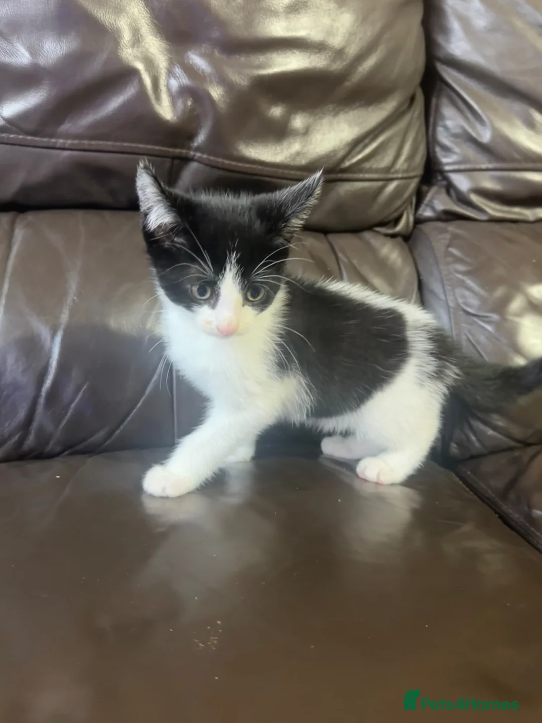 Mixed Breed cats for sale: Male kitten - Advert 2