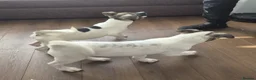 Mixed Breed dogs for sale: Gorgeous puppies - ready to leave  - Advert 2